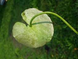 Image of yellow floatingheart