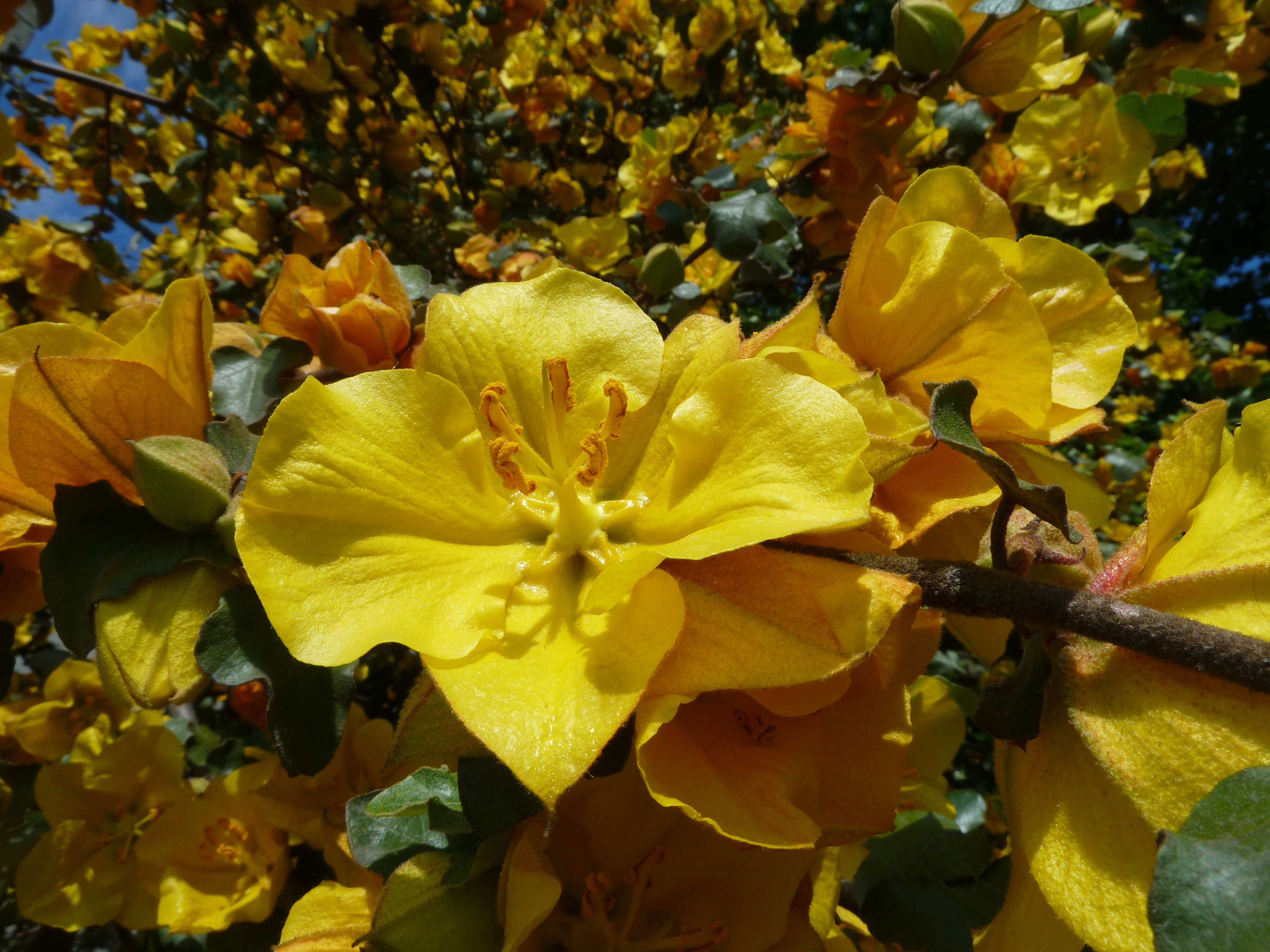 Image of California flannelbush