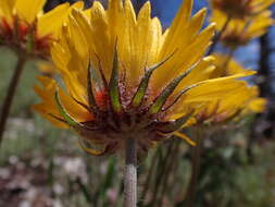 Image of Common perennial gaillardia