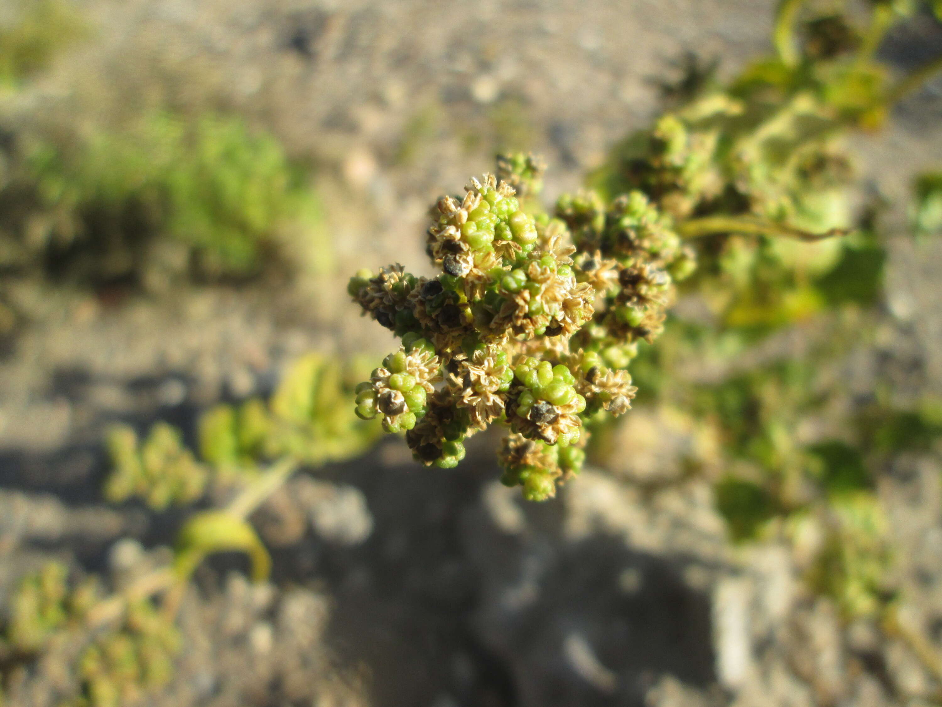 Image de Chenopodiastrum hybridum (L.) S. Fuentes, Uotila & Borsch