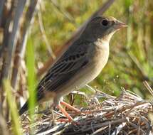 Image of Brown-headed Bunting