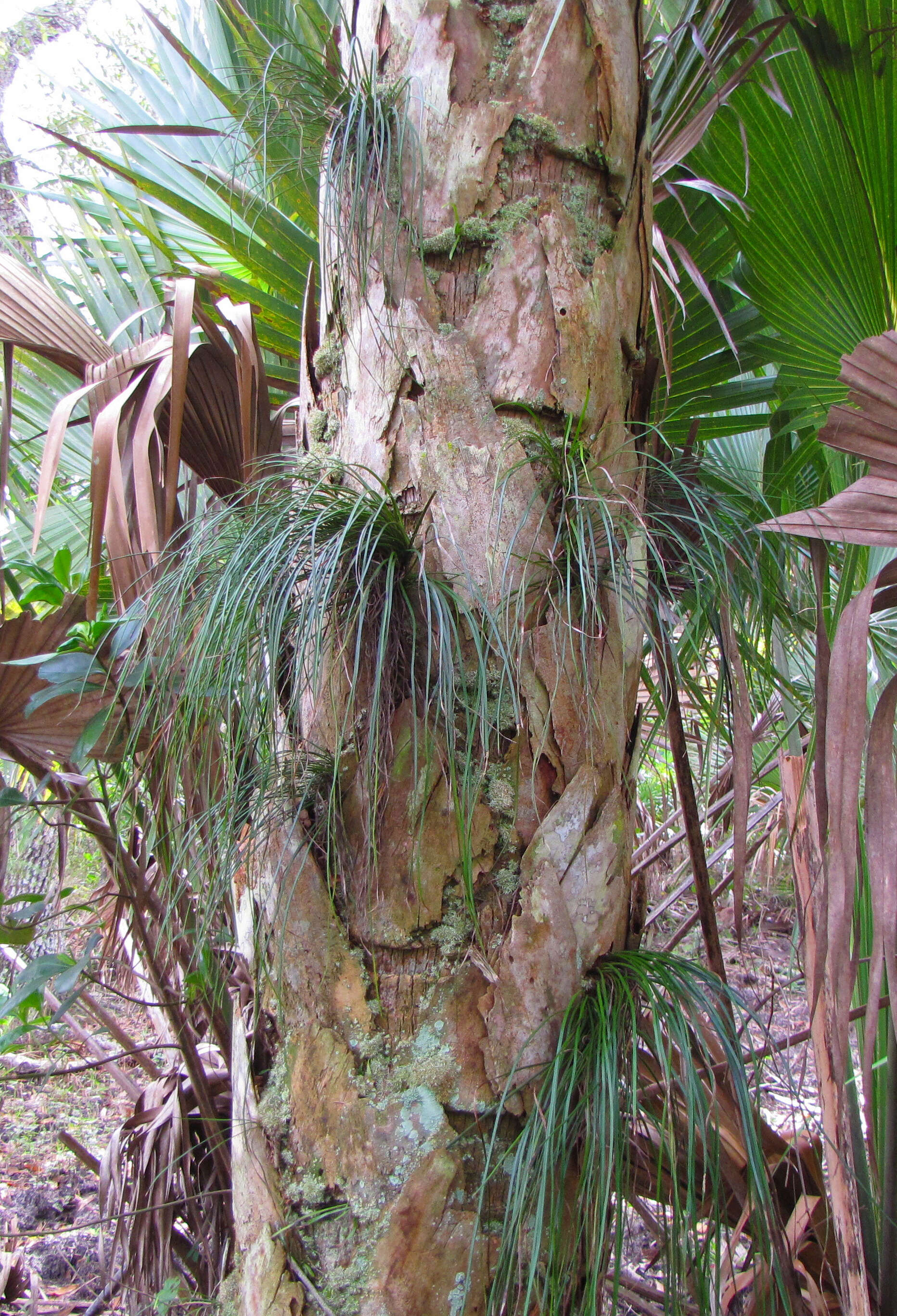 Image of shoestring fern