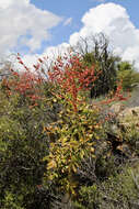 Tylecodon paniculatus (L. fil.) H. Tölken resmi