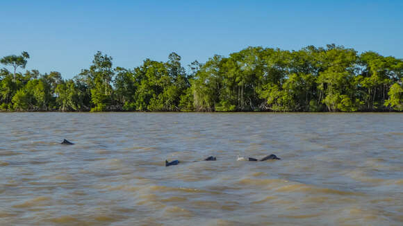 Image of Estuarine Dolphin