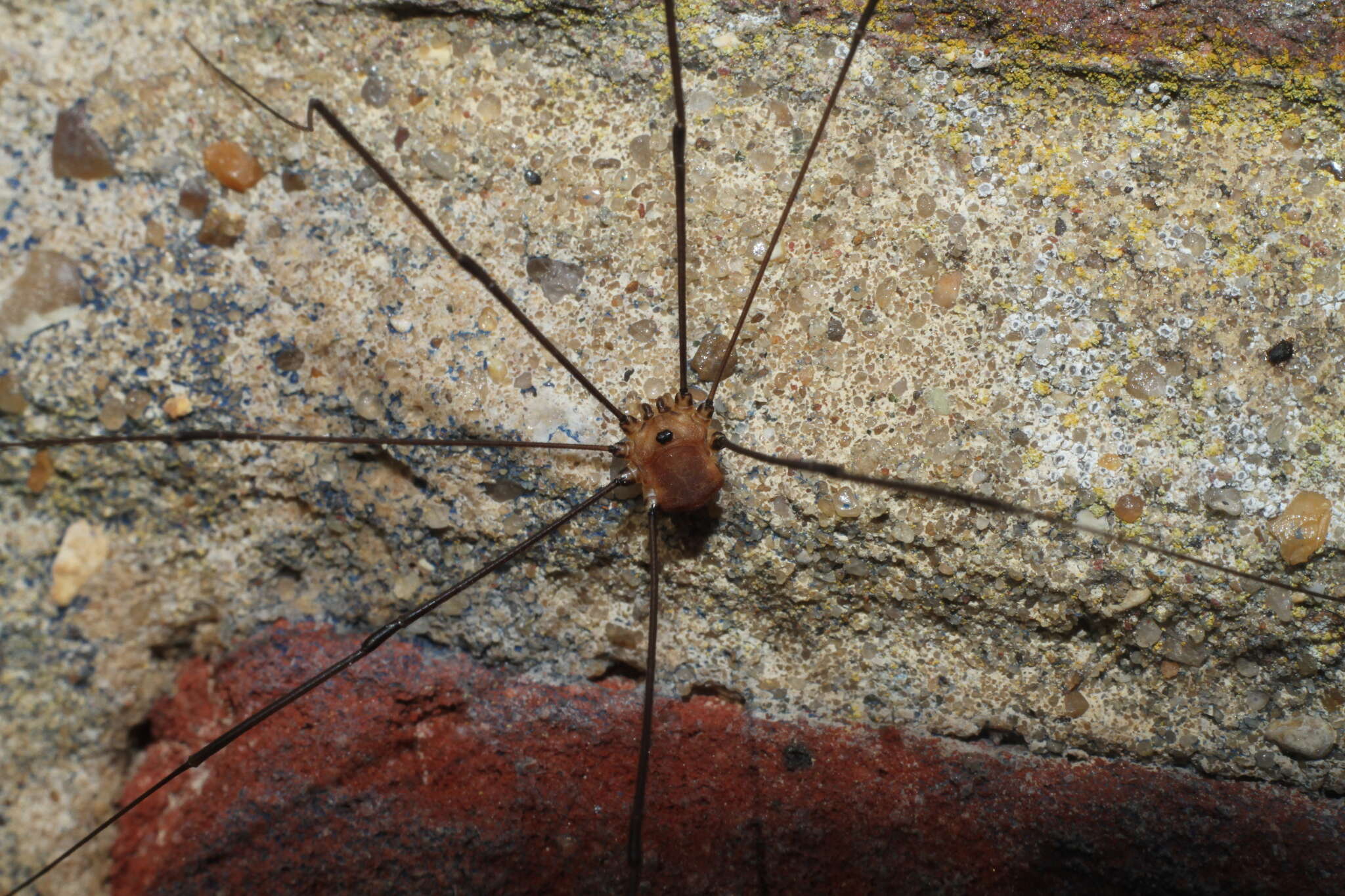 Image of Leiobunum rotundum