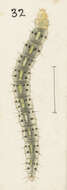 Image of Asterivora combinatana Walker 1863