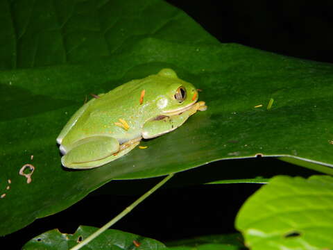 Image of Leptopelis flavomaculatus