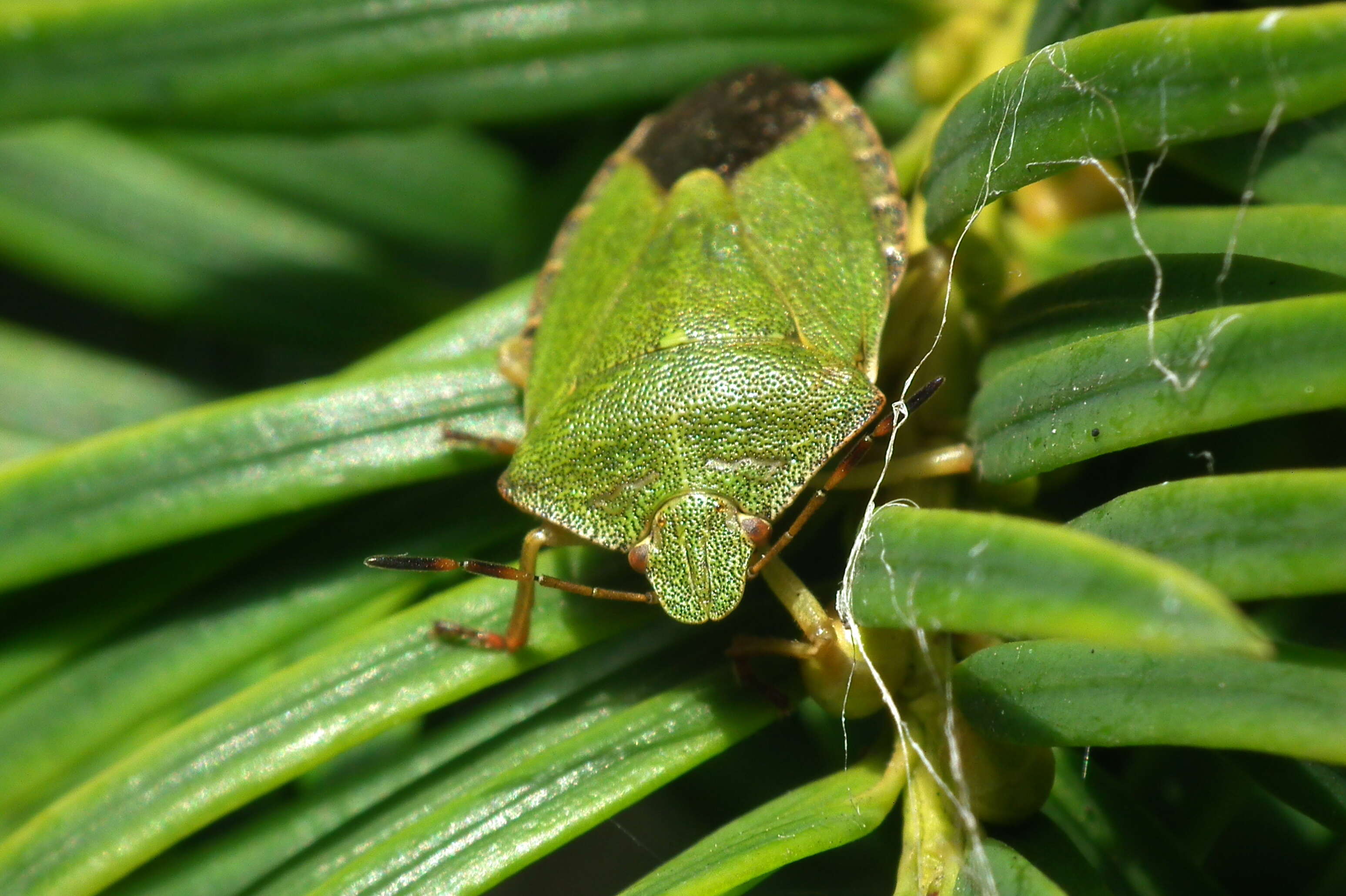 Image of Green shield bug