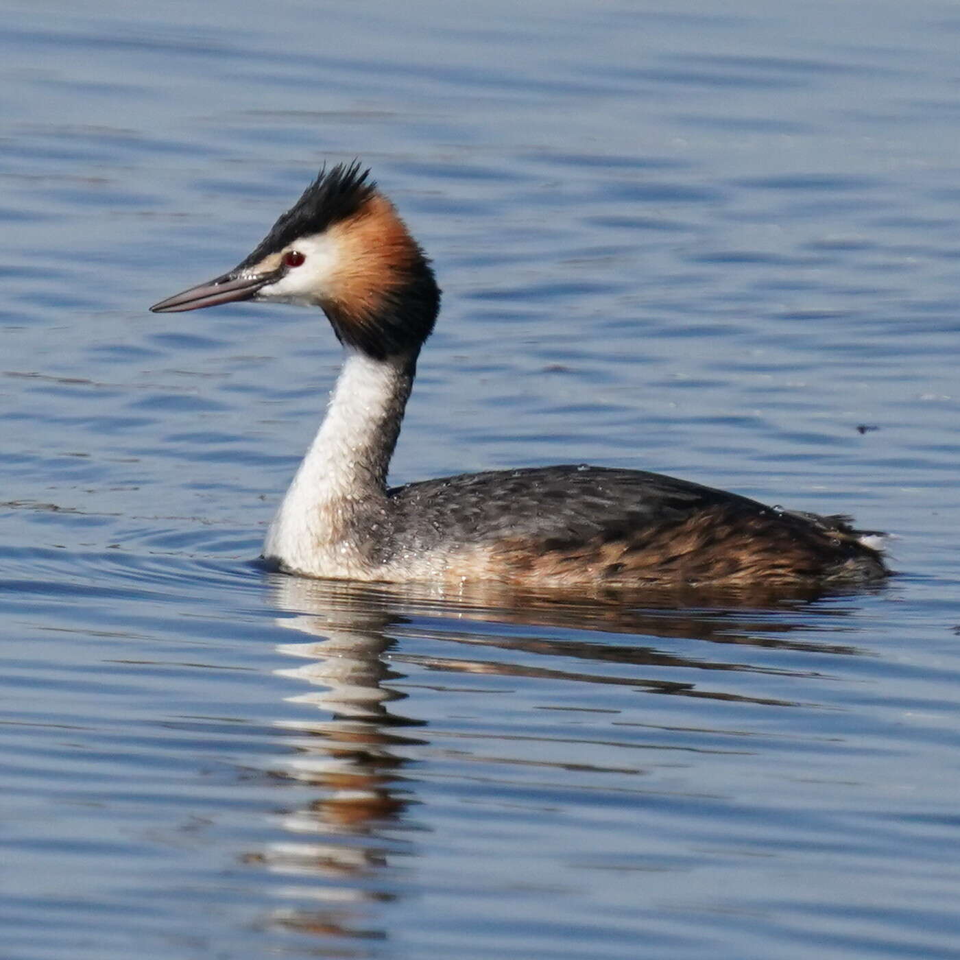 Image of Podiceps Latham 1787