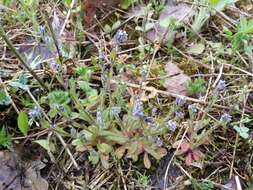 Image of strict forget-me-not