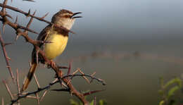 Image of Black-chested Prinia