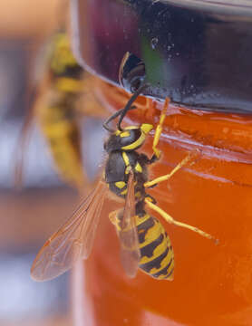 Image of Common wasp