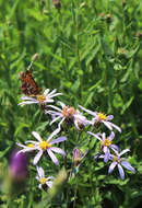 Plancia ëd Boloria chariclea