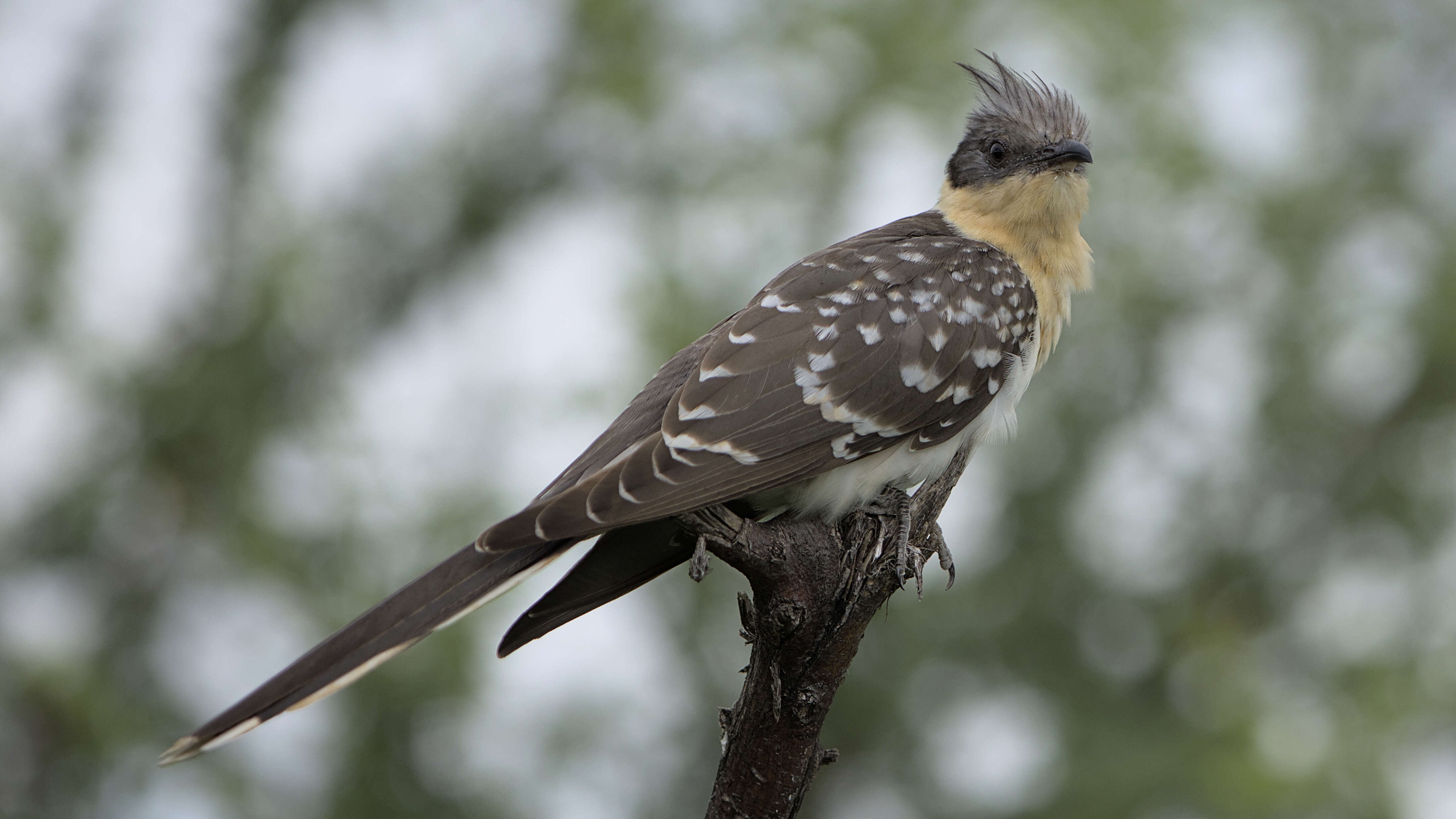 Imagem de Clamator glandarius (Linnaeus 1758)