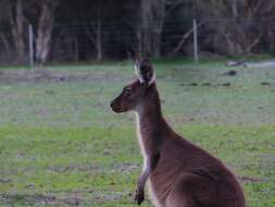 Macropus fuliginosus (Desmarest 1817) resmi