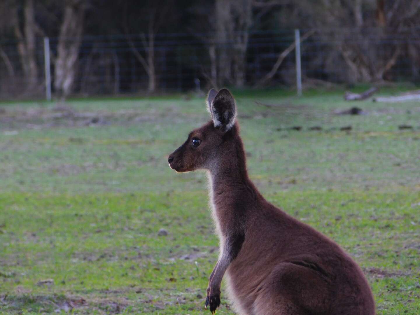 Macropus fuliginosus (Desmarest 1817) resmi