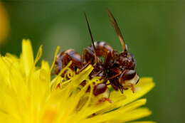 Image of Cylindromyia bicolor (Olivier 1811)