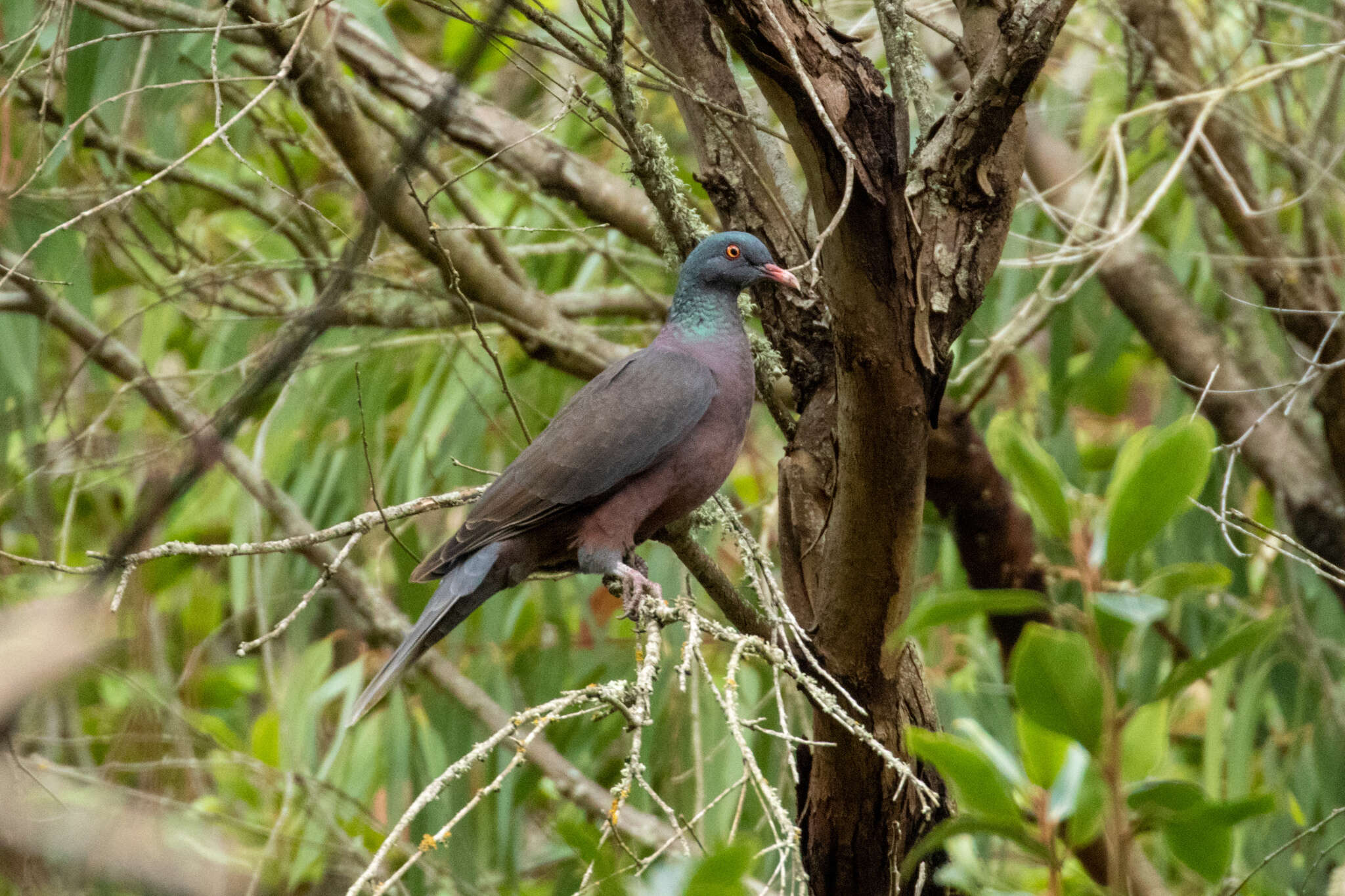 Image de Pigeon des lauriers