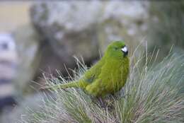 Image of Antipodes Green Parakeet