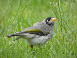 Image of Noisy Miner