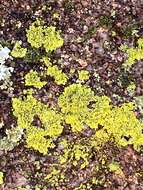 Image of lemon lichen