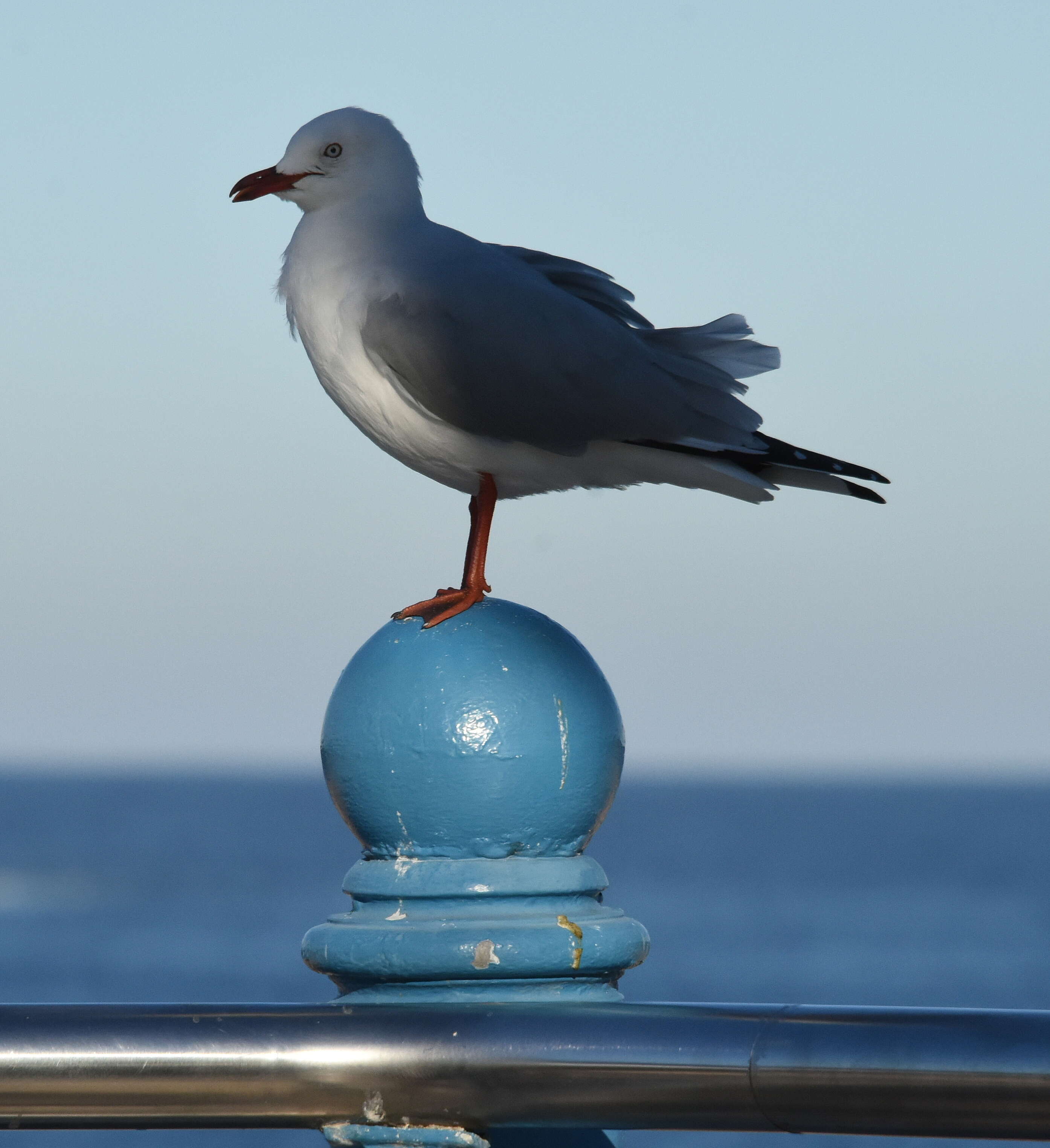 Image of Silver Gull