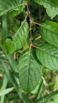 Image of goat willow