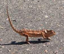 Image of Common African Flap-necked Chameleon