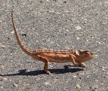 Image of Common African Flap-necked Chameleon