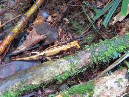 Brookesia griveaudi Brygoo, Blanc & Domergue 1974的圖片