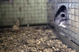 Image of chinchilla