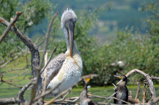 Image of Dalmatian Pelican