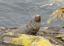 Image of Antipodean Fur Seal