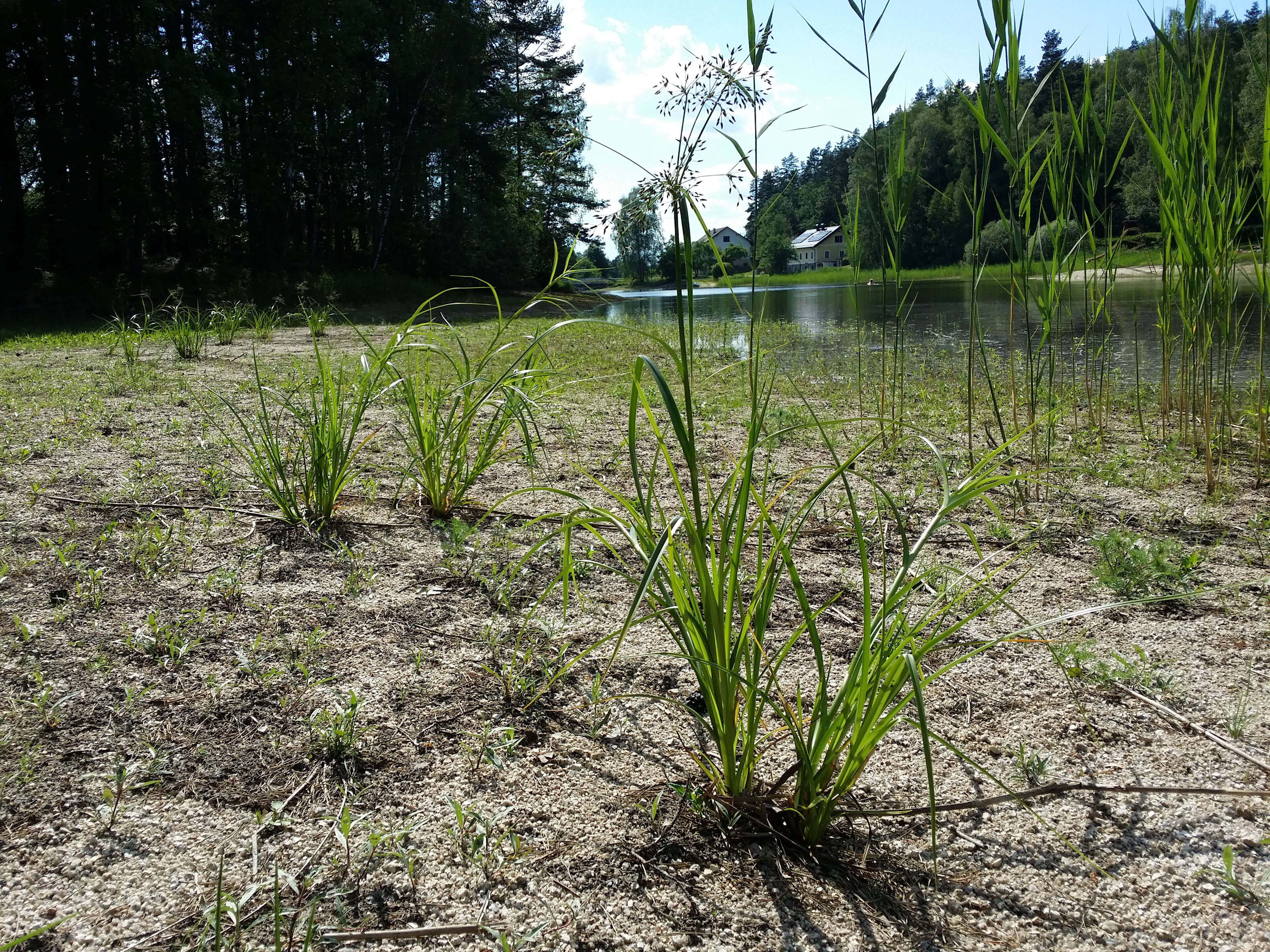 Image of Scirpus radicans Schkuhr