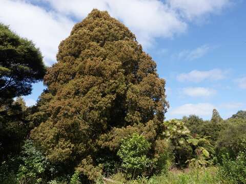 Image of White Pine