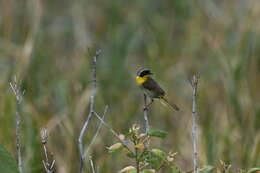 Geothlypis trichas (Linnaeus 1766) resmi