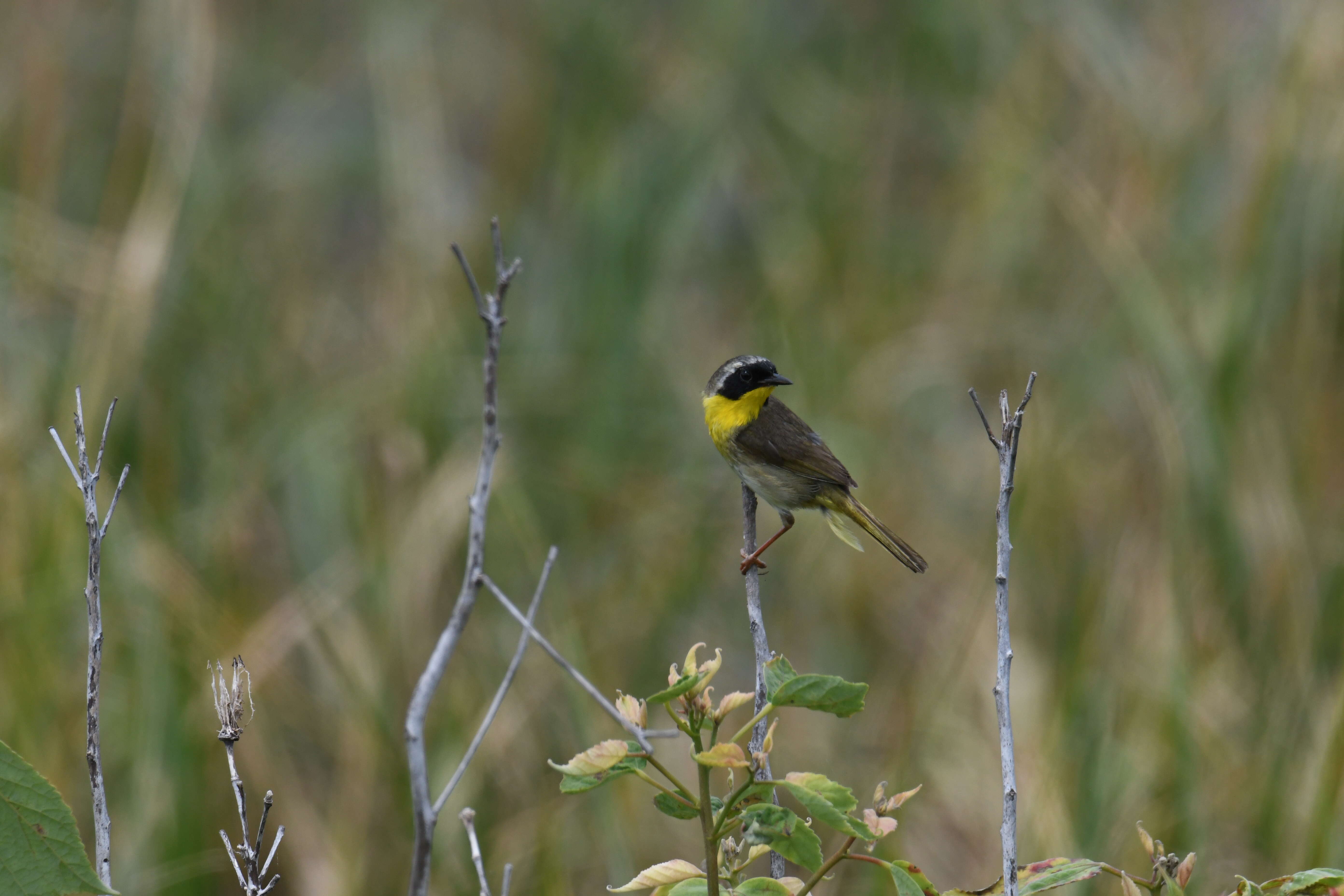 Geothlypis trichas (Linnaeus 1766) resmi