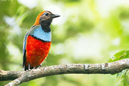 Image of Papuan Pitta