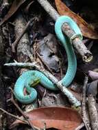 Imagem de Bothrops bilineatus (Wied-Neuwied 1821)