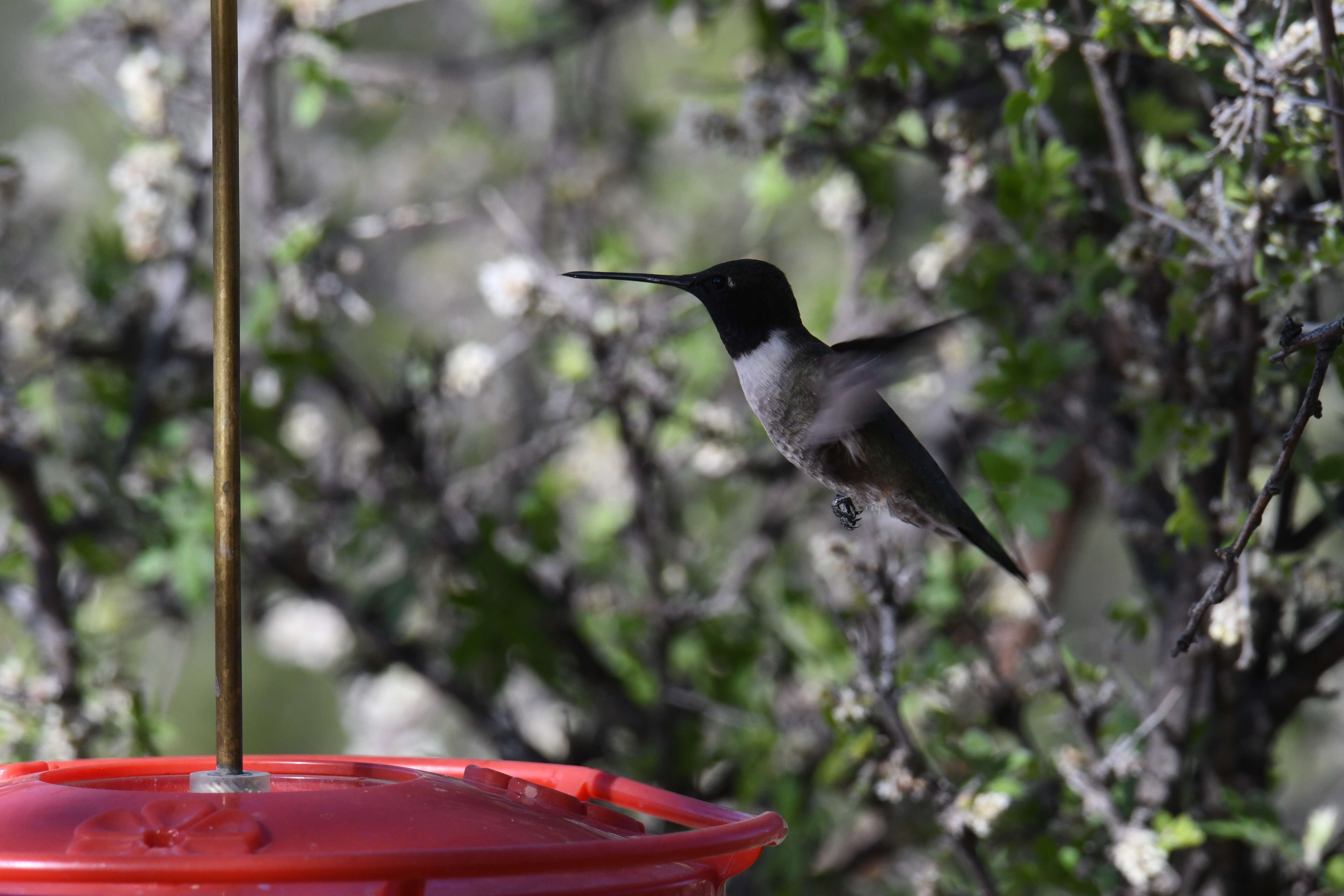 Image of Black-chinned Hummingbird