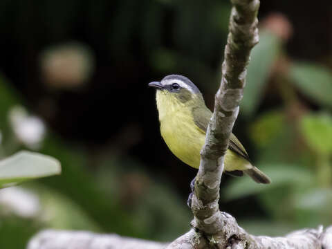 Image of Yellow-bellied Tyrannulet