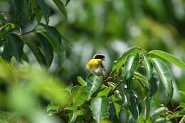 Geothlypis trichas (Linnaeus 1766) resmi