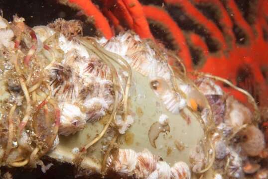 Image of Striped barnacle