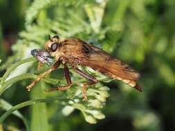 Image of Hornet robberfly