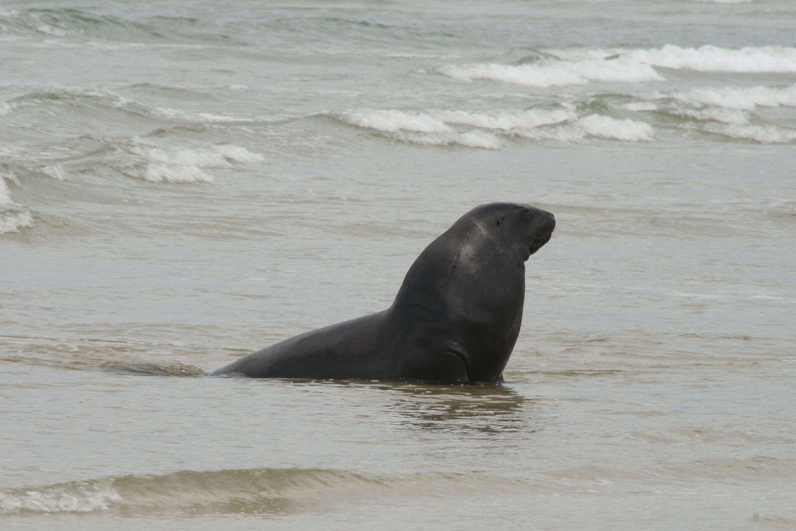 Image of Antipodean Fur Seal