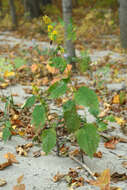 Image of Broad-leaved goldenrod