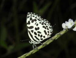 Image of Common Pierrot