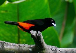 Image of Passerini's Tanager