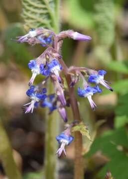 Image of Trachystemon orientalis