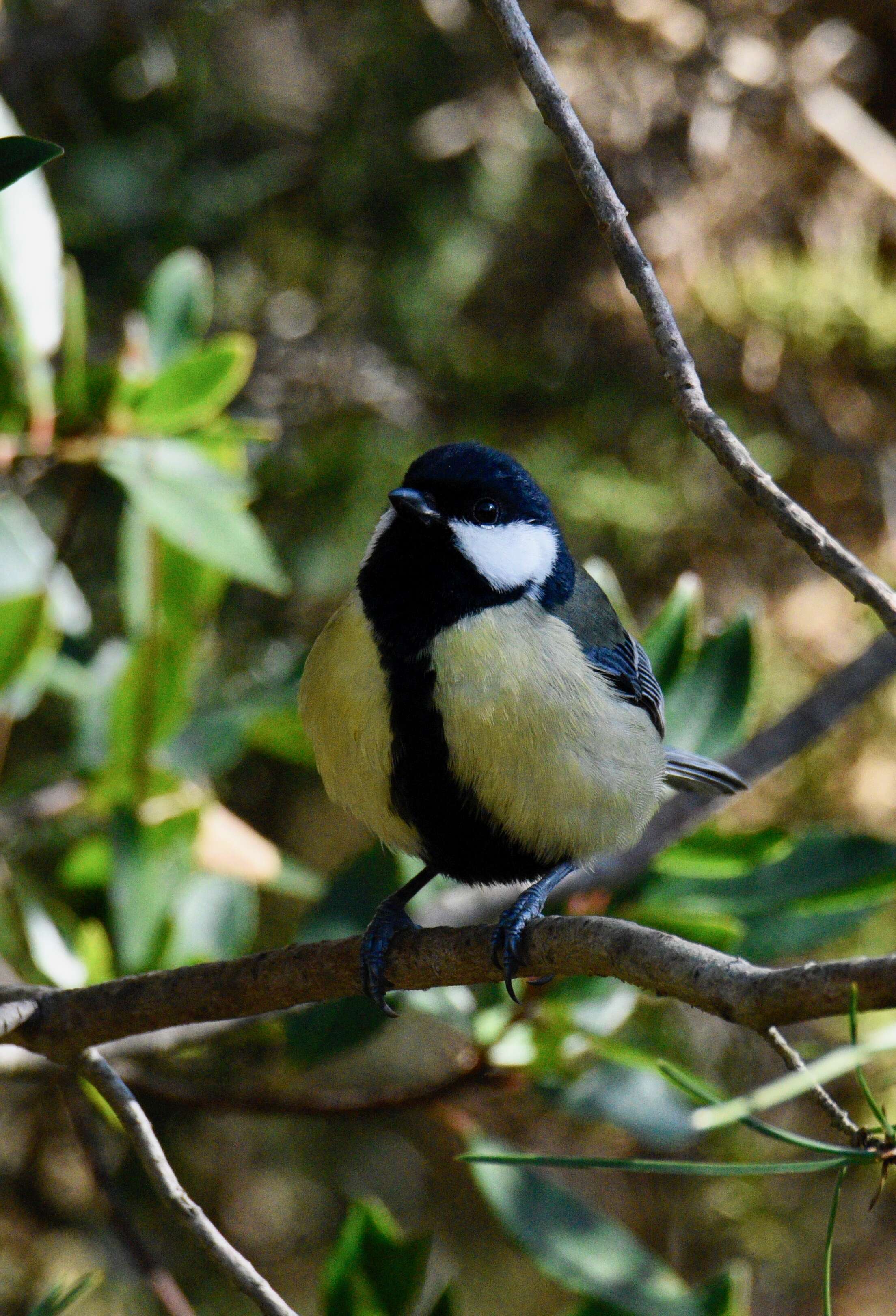 Image of Great Tit